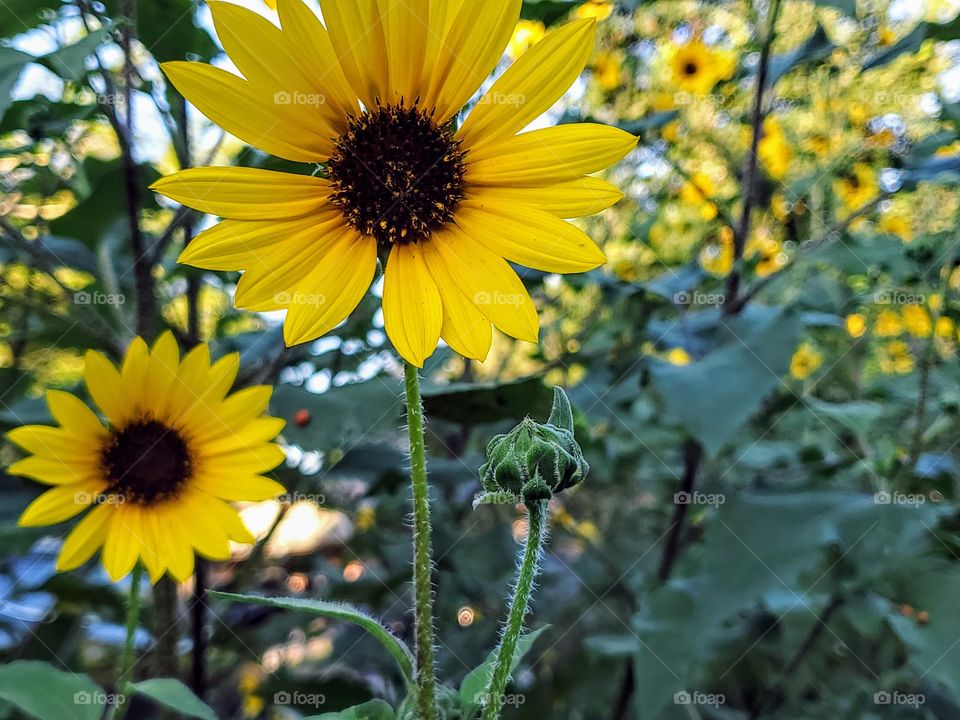 Yellow common sunflowers