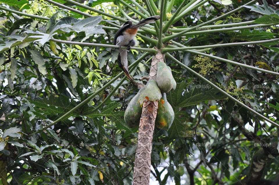 Hornbill bird eating it papaya