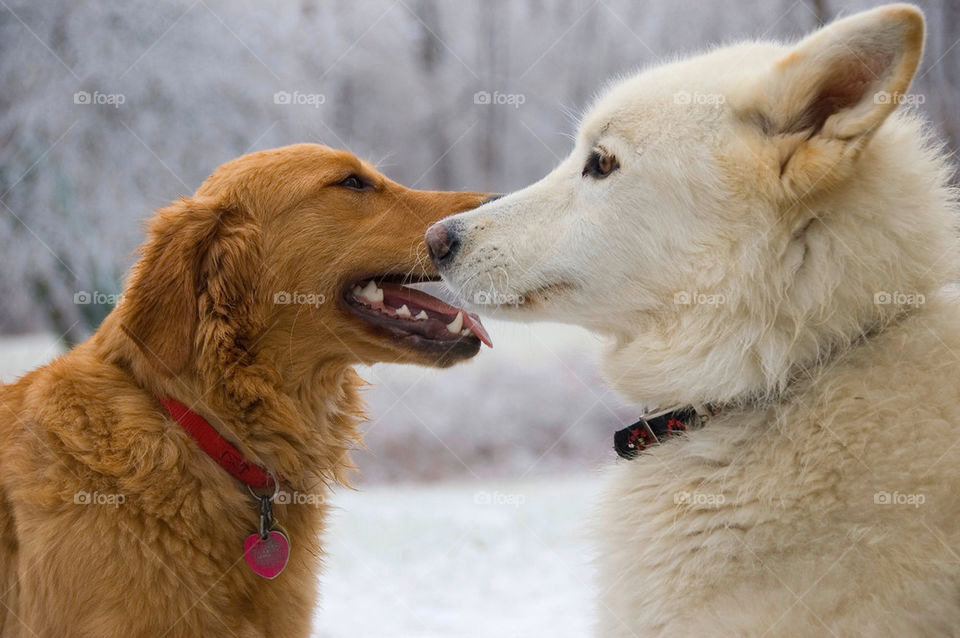 Two dogs facing each other quietly after nice storm