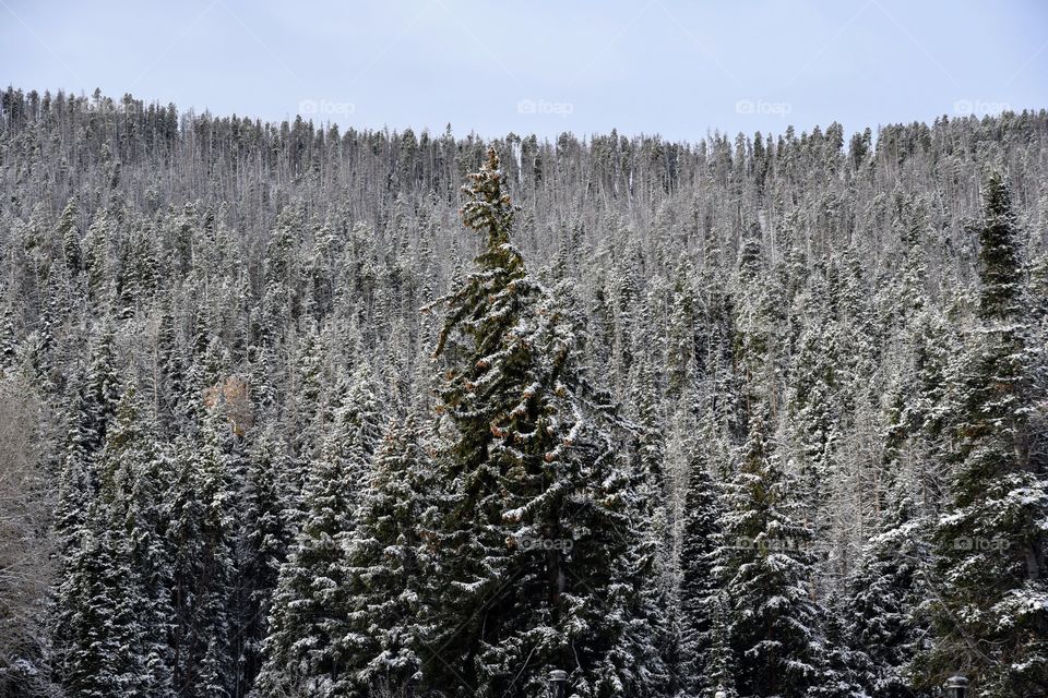 Dusting of Snow on the Mountainside