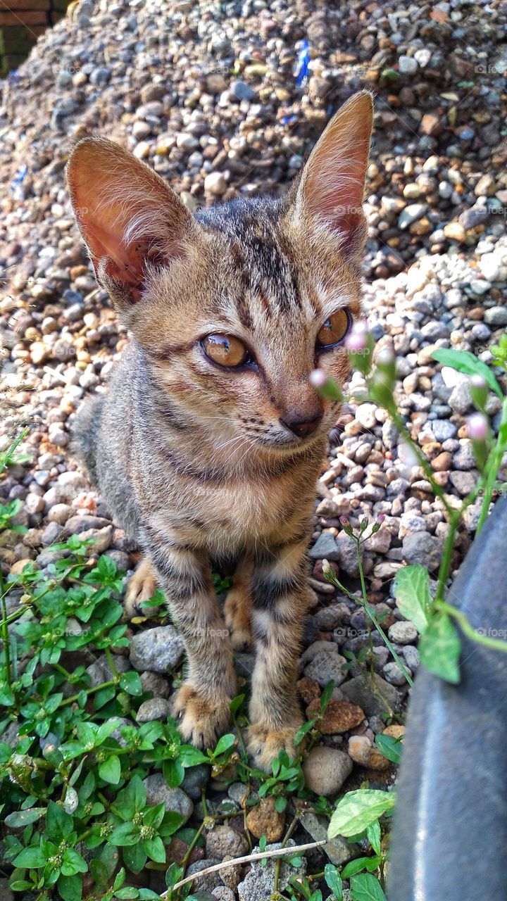 cute cat sitting between small stones