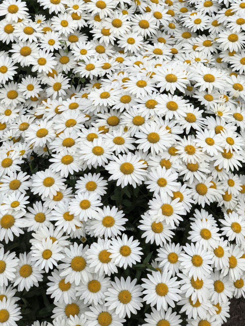 Daisies