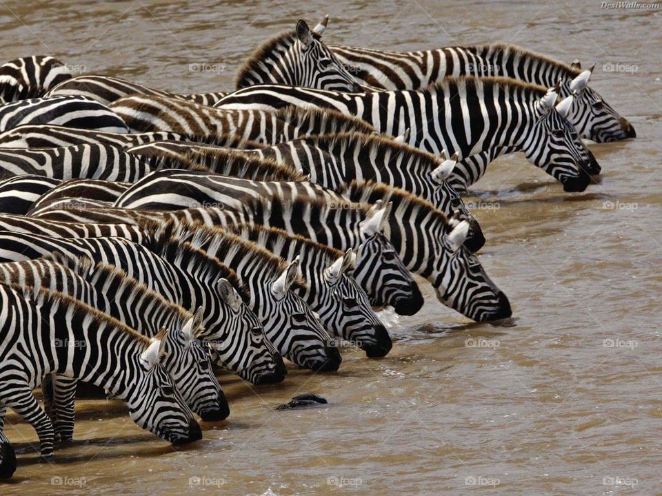 Zebras