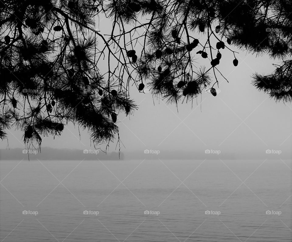 pine tree framing a rainy day on the lake.