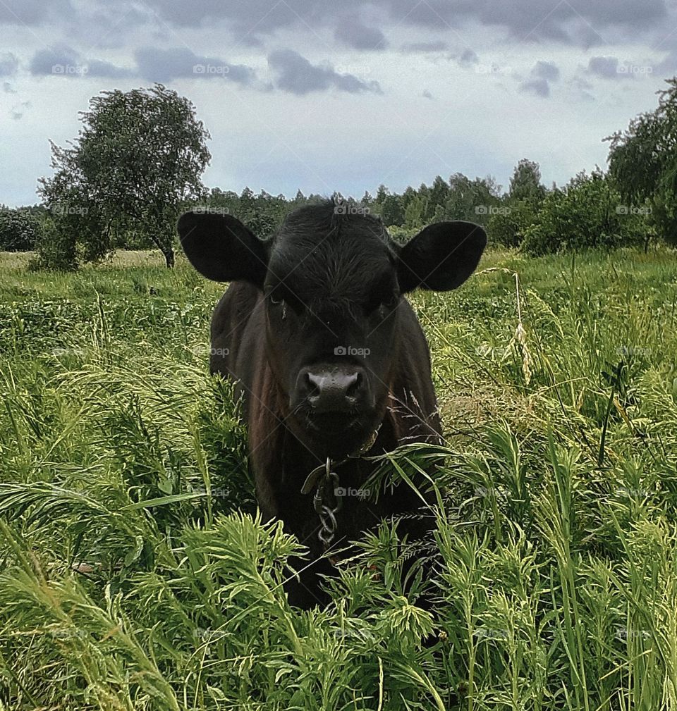 A black calf among the greenery