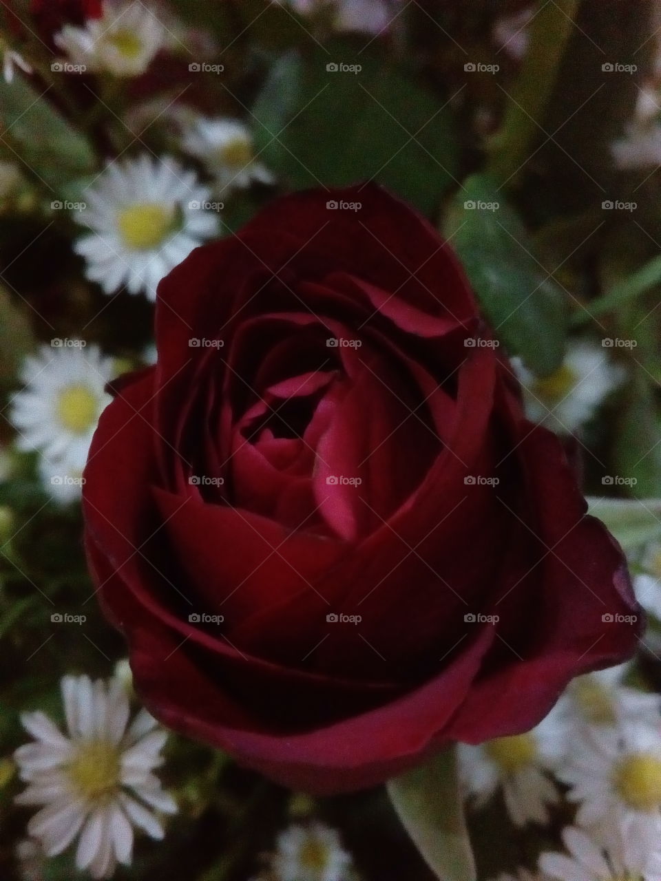 Red Rose and Daisies
