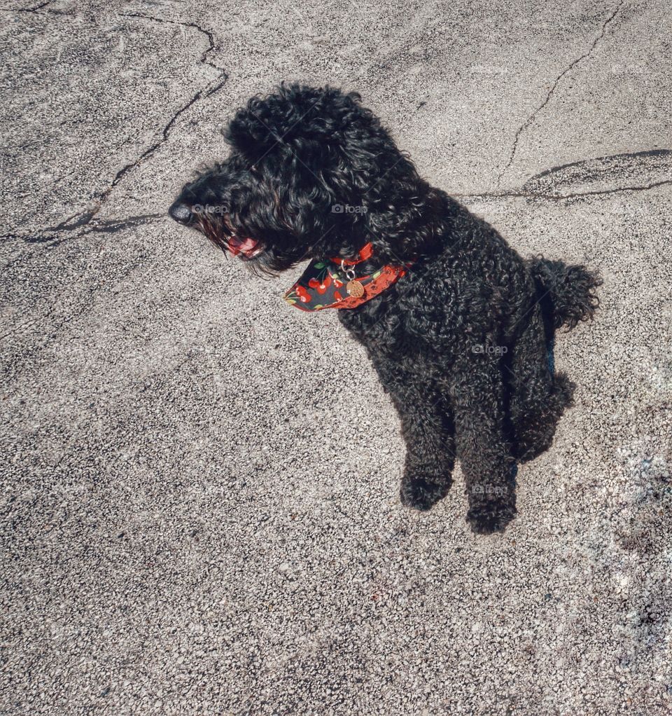 Close-up of a black puppy sitting