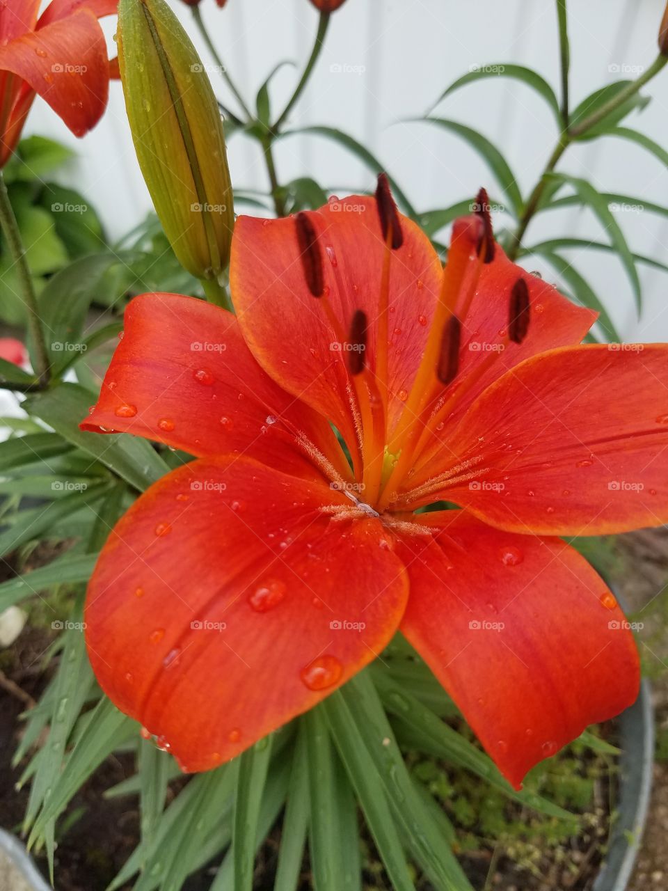 Orange daylily