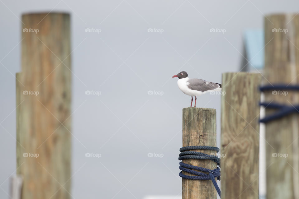 No Person, Bird, Outdoors, Nature, Wood