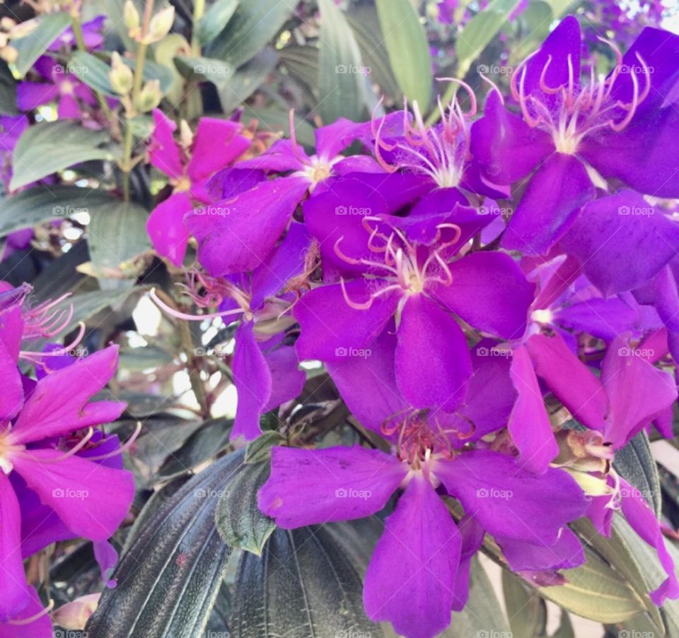 🌹 🇺🇸 Very beautiful flowers to brighten our day.  Live nature and its beauty. Did you like the delicate petals? / 🇧🇷 Flores muito bonitas para alegrar nosso dia. Viva a natureza e sua beleza. Gostaram das pétalas delicadas? 
