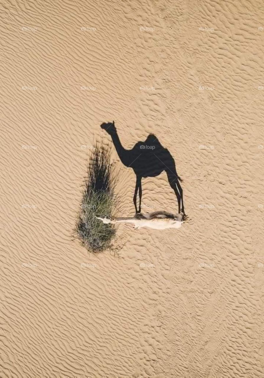 Camel shadow