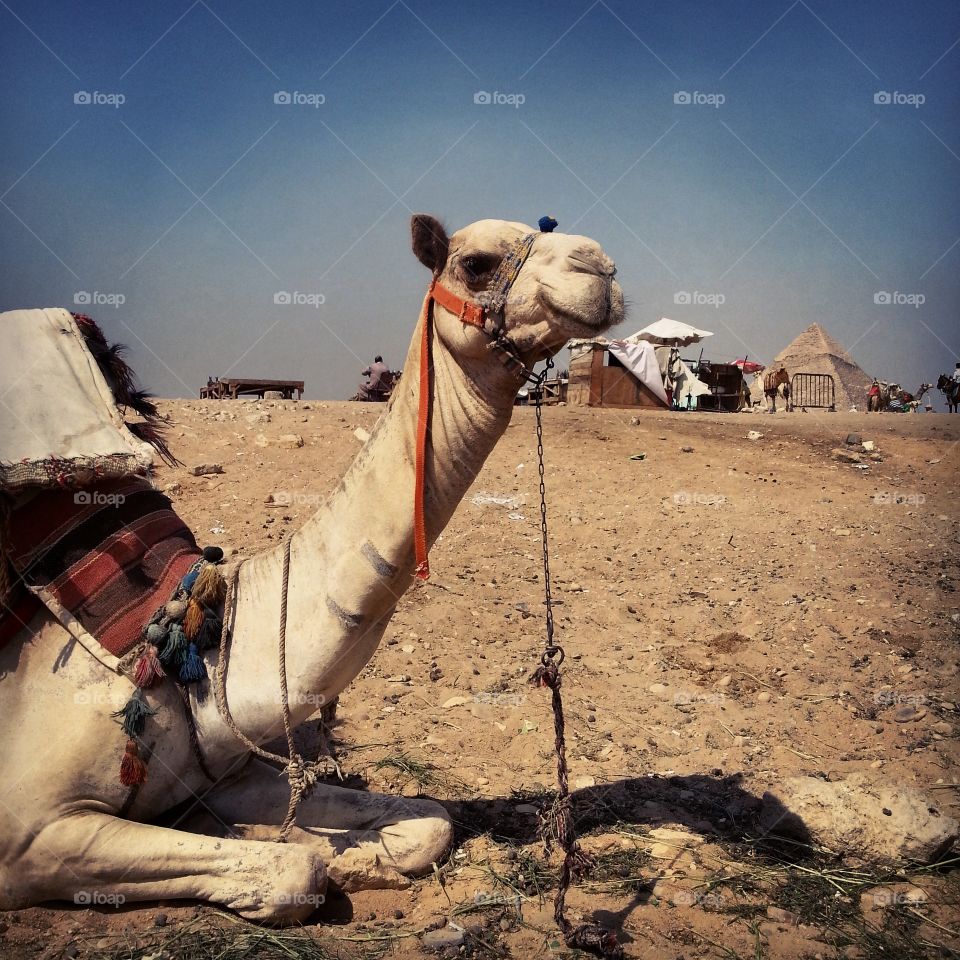 Happy Camel. awaiting a passenger in Cairo, Egypt.