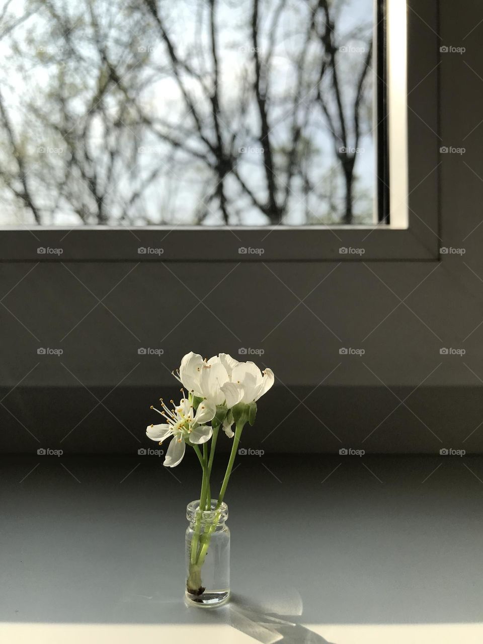 Apricot flowers in a micro vase