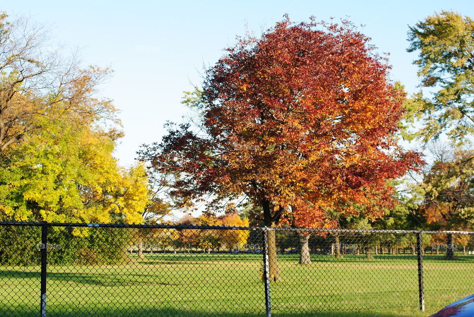 Trees behind a fence