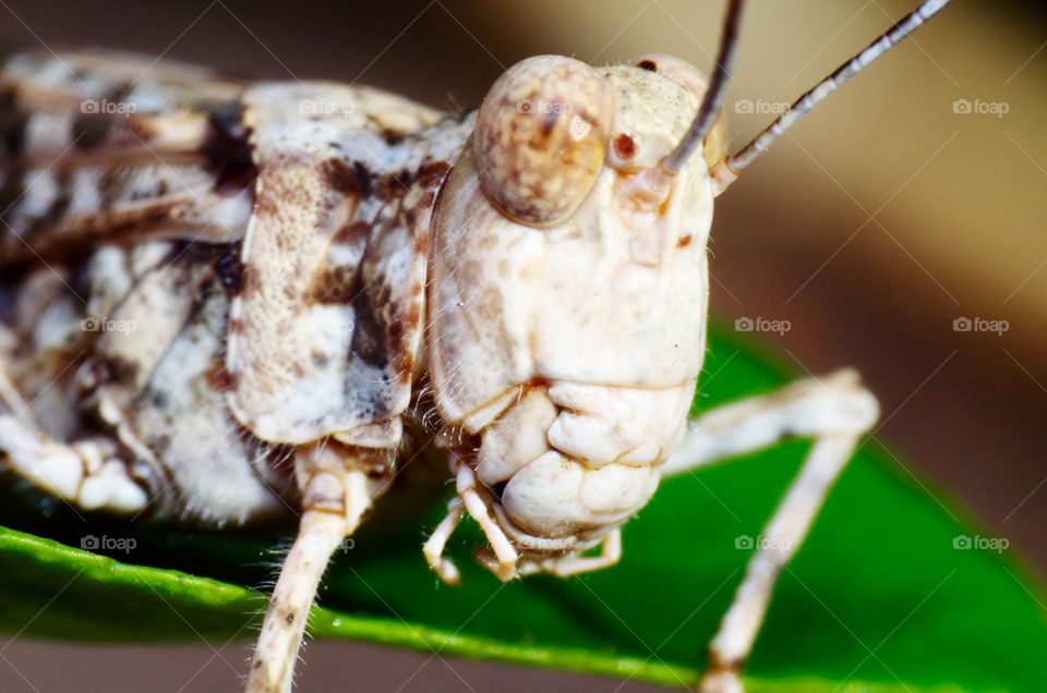 Macro photo of a grasshopper.