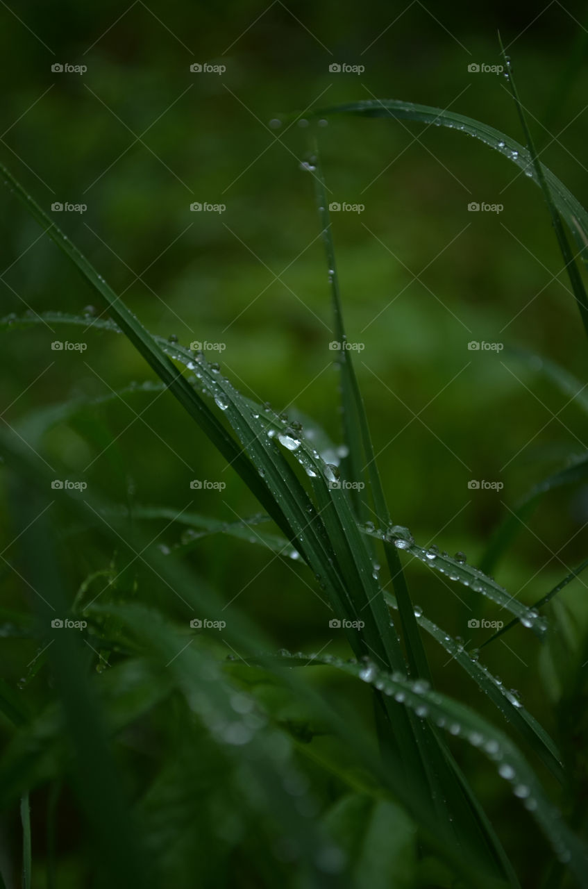 Raindrops on the grass