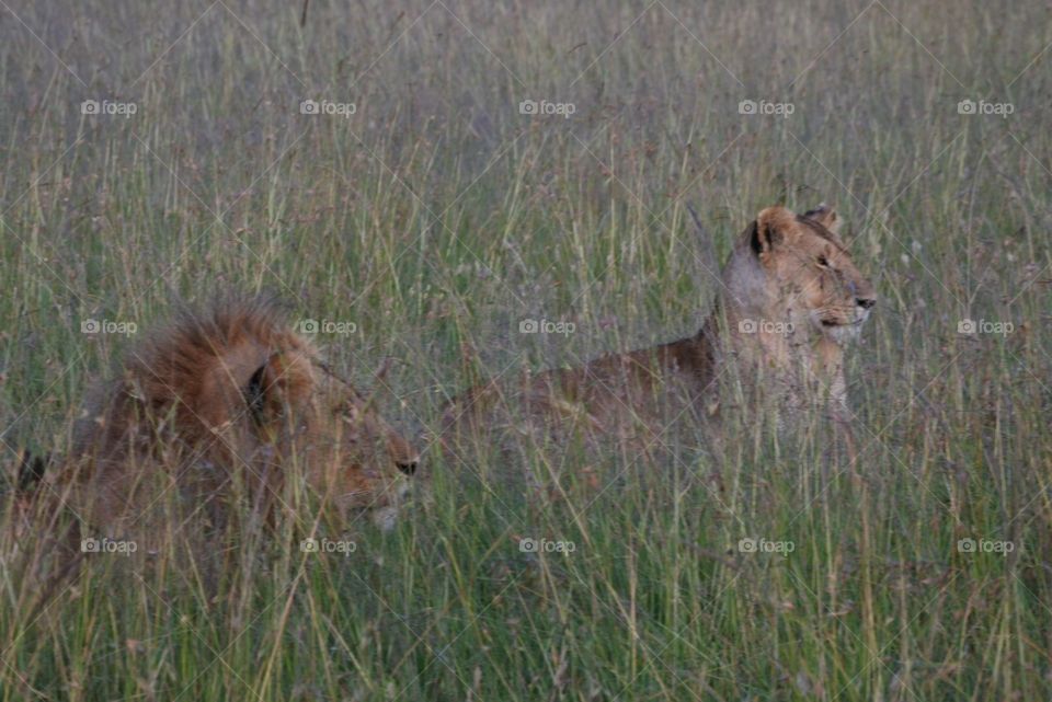 Lion mates