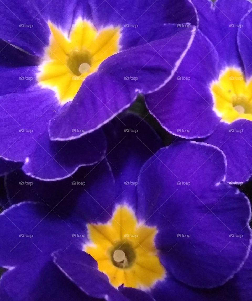 purple flowers
