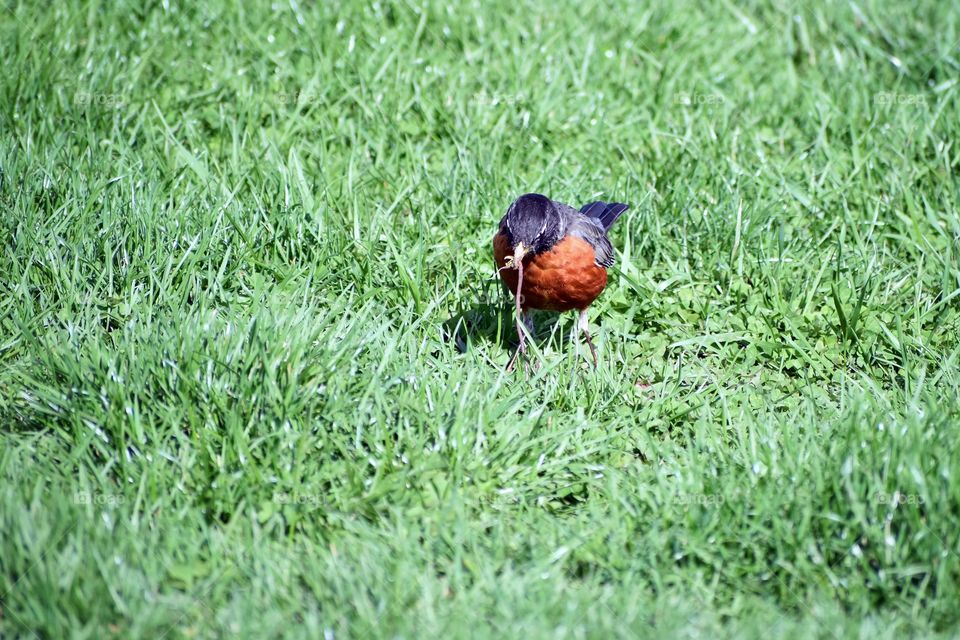 American robin picking up a worm to eat