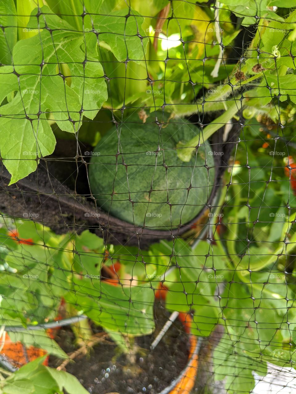 Sugar Baby Watermelon in hammock container growing