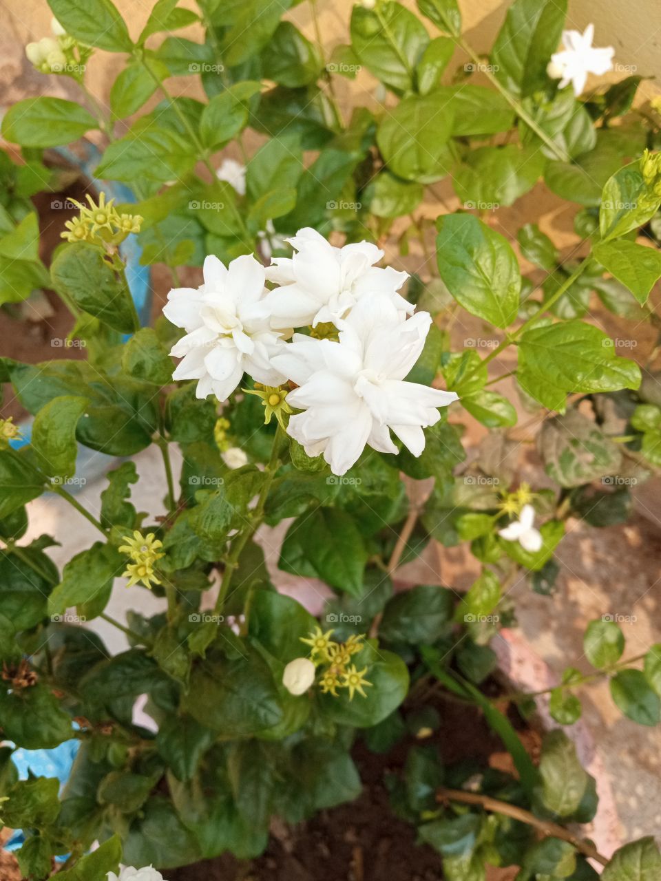 beautiful white flowers in our garden