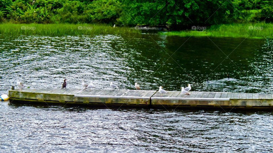water lake ducks pier by rassilon