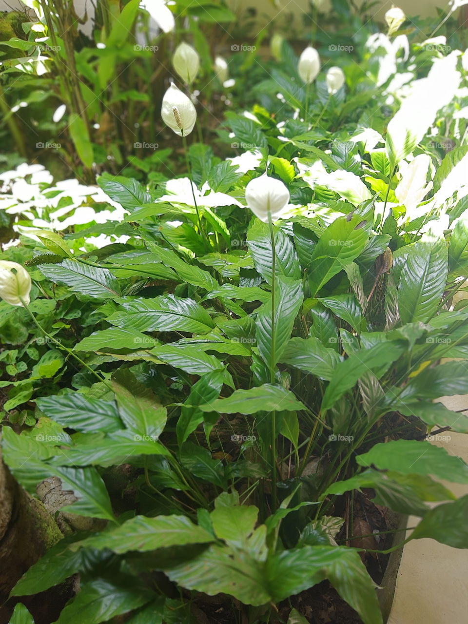 Spathiphyllum wallisii in a forest