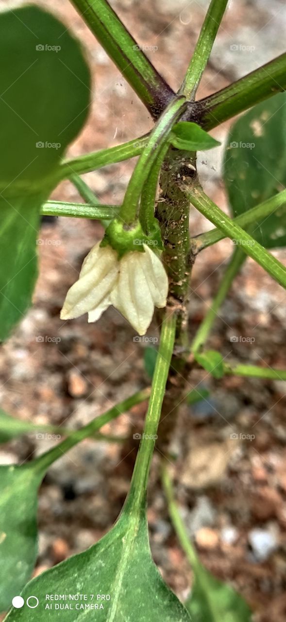 Green chillies flower