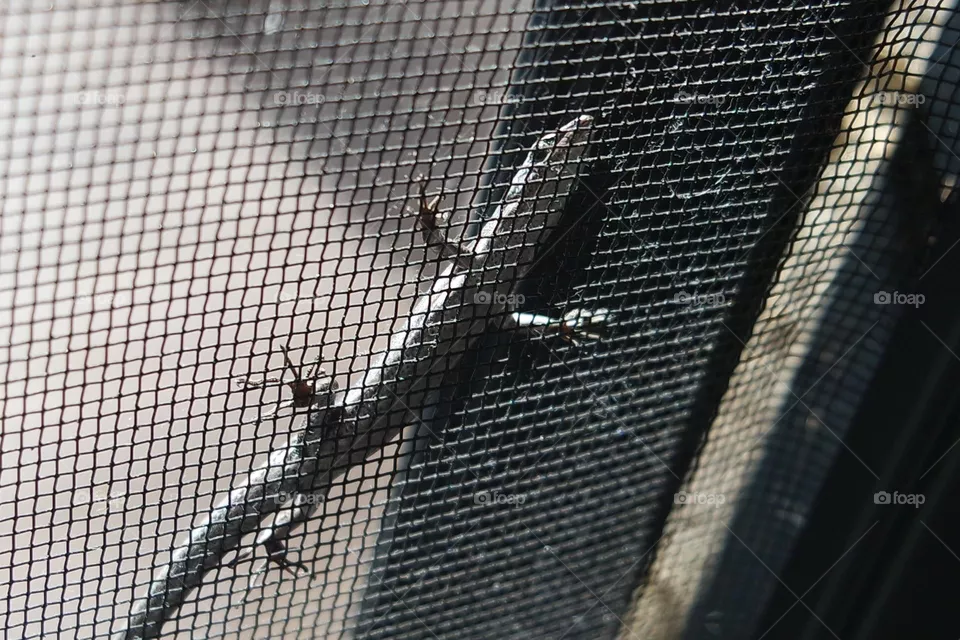 Lizard
