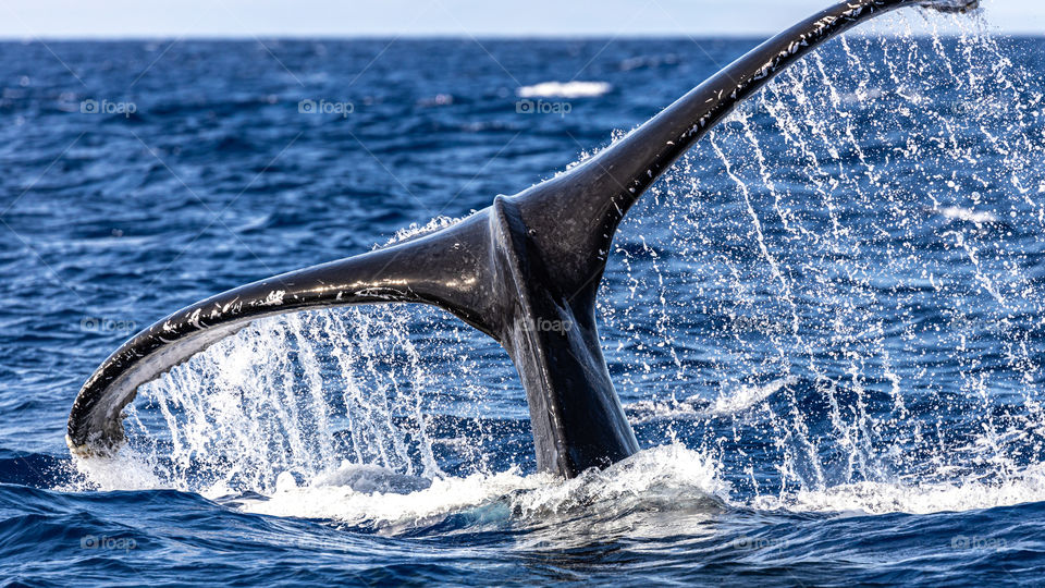 A Humpback whale dives in the warm tropical waters near Lahaina, Maui, Hawaii, USA. 