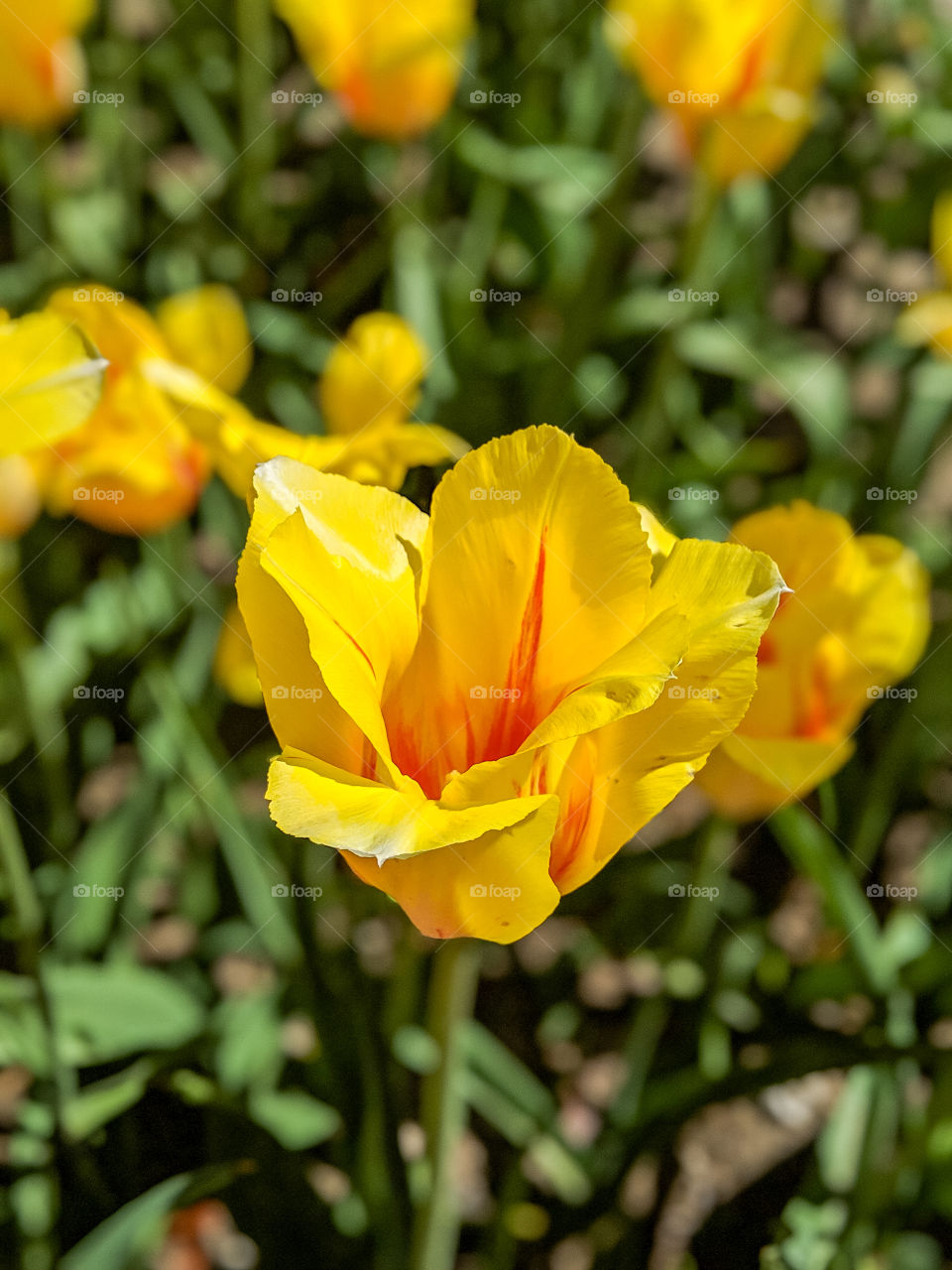 Vibrant Bright and Colorful Yellow Red Orange Tulip Flower Open Close Up