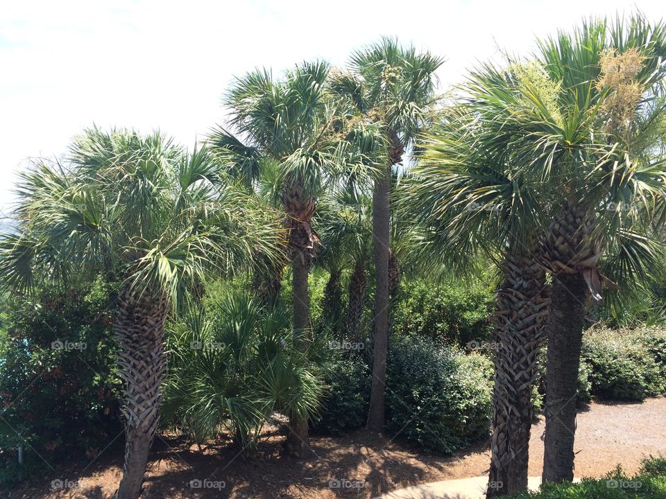 Palm Trees on Hilton Head Island.