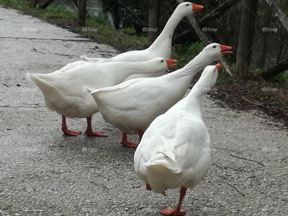The gooses are calling their sisters: stop eating, the storm is coming soon