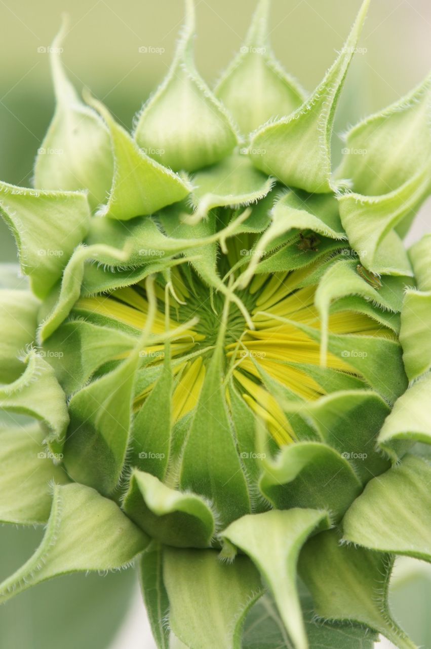 Sunflower about to bloom