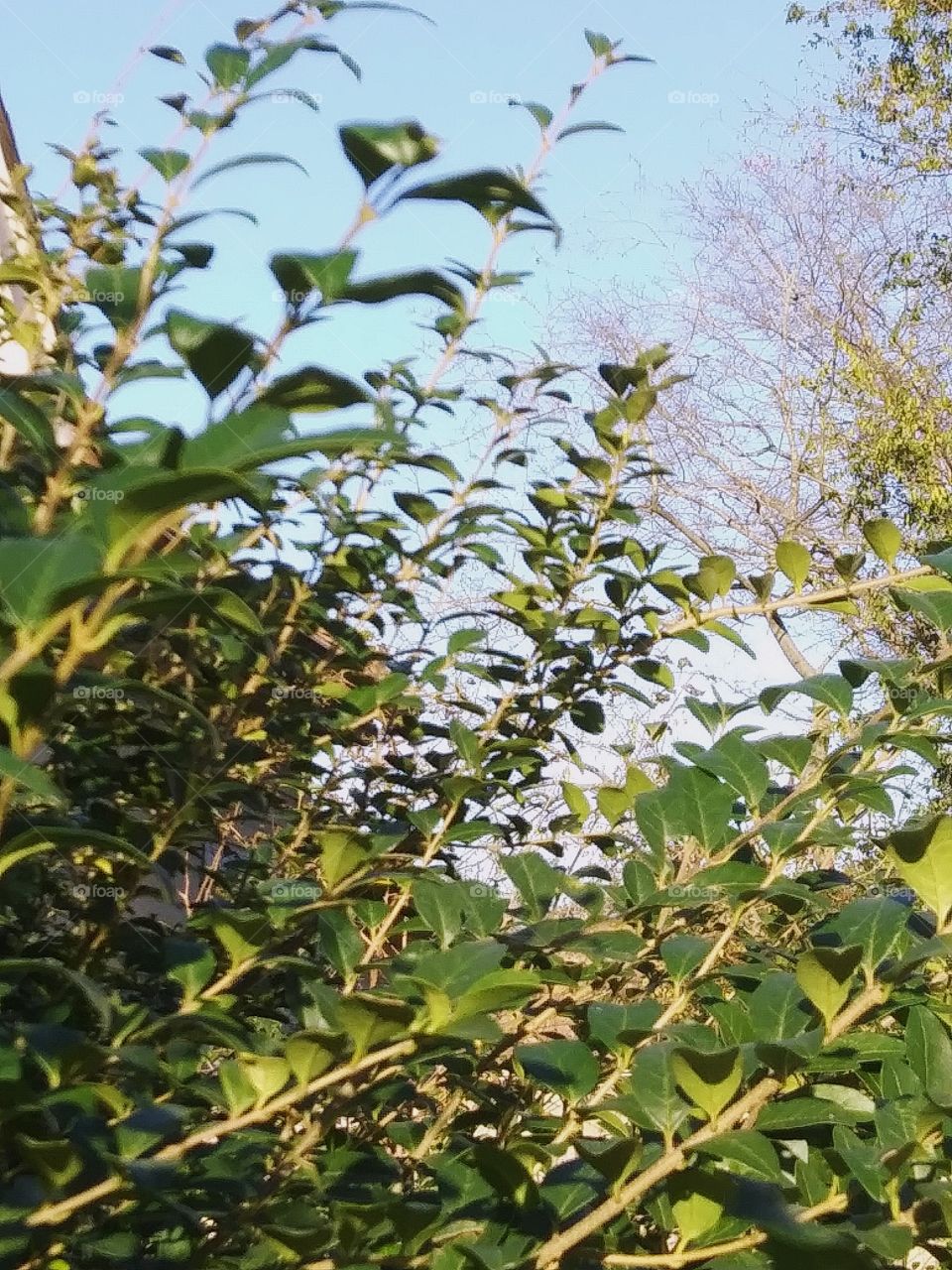 shrub with green leaves