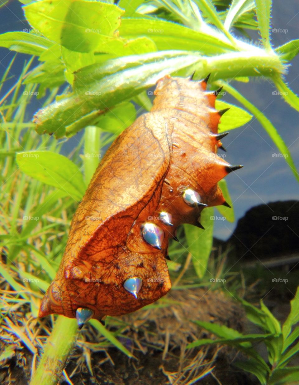 Chrysalis