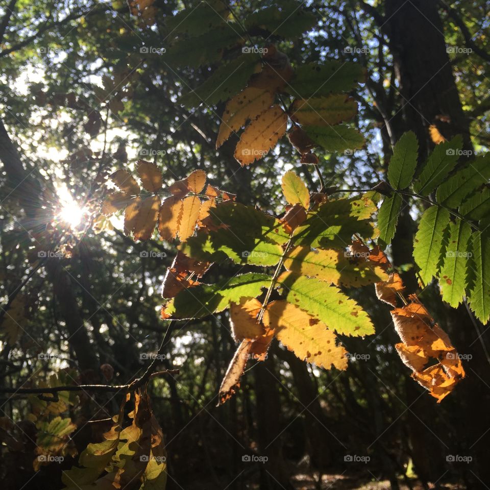 Autumn leaves in forest