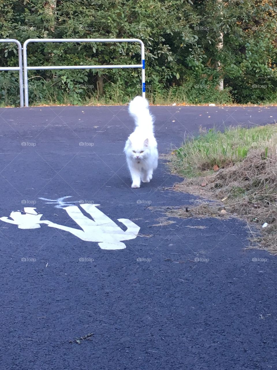 - Uhm you crazy people, you forgot a picture in the road! One of the most beautiful cats I've seen. Pic taken in Partille, Sweden 