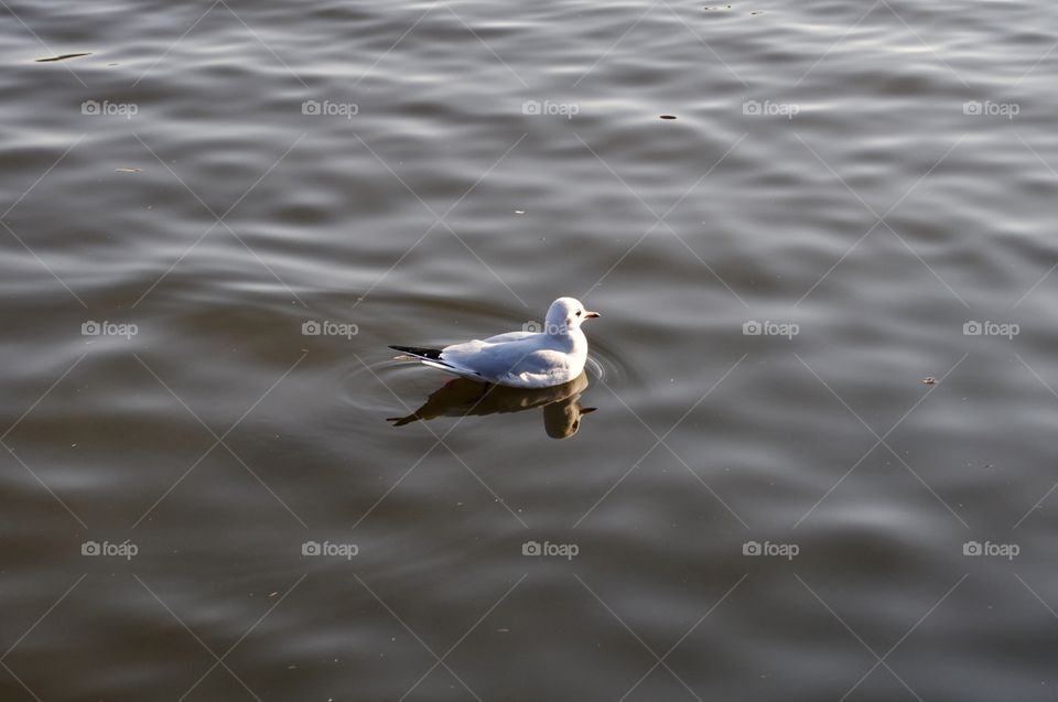 seagull floating on the lake