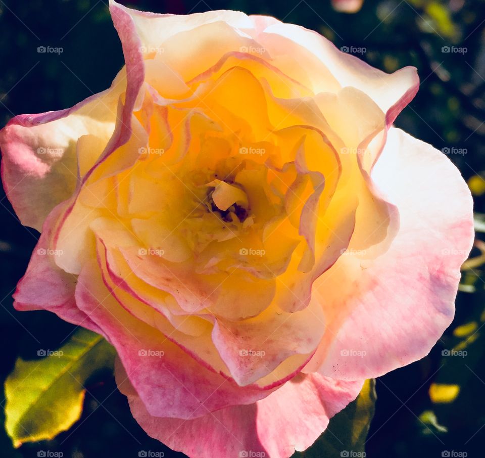 🌺Fim de #cooper!
Suado, cansado e feliz, alongando e curtindo a beleza das #flores.
🏁
#corrida #treino #flor #flowers #pétalas #pétala #jardim #jardinagem #garden #flora #run #running #esporte #alongamento