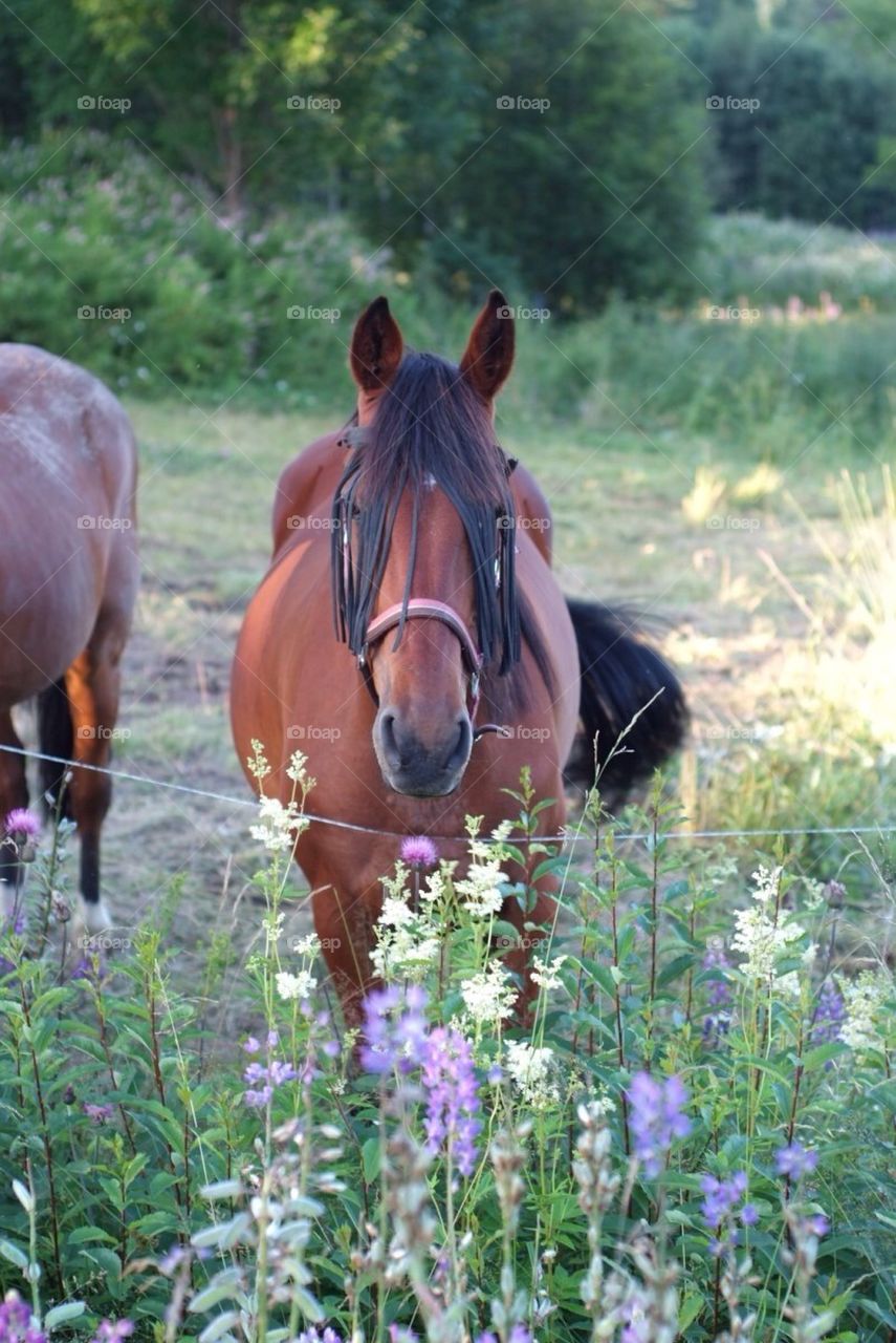 Beautiful horse