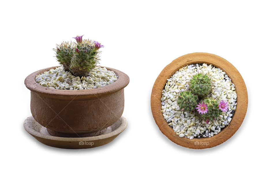 Isolated Pink flowers of castas That is blossoming in clay pots on a white background with clipping path.