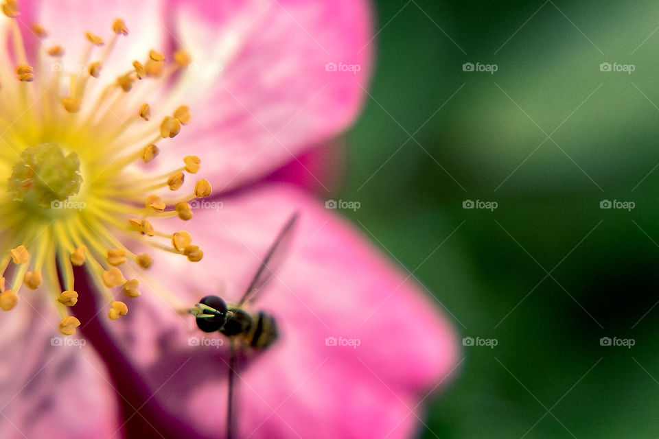 Macro-bee selfie.