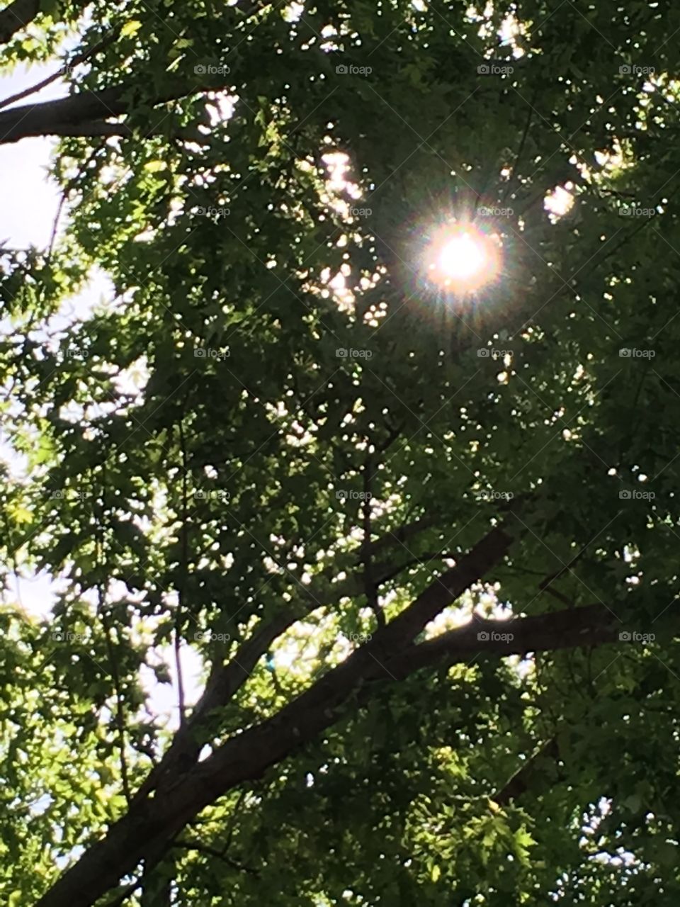 Sun peeking through trees
