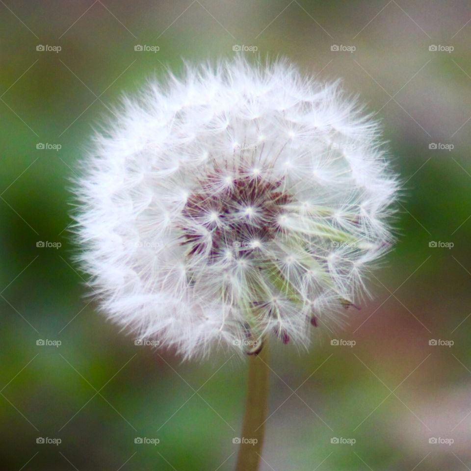 Milk weed on a shallow depth of field.