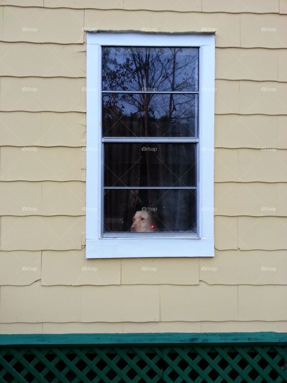 That moment you feel someone is watching. Garcia the big yeller dog looking out of the window of the yellow house.