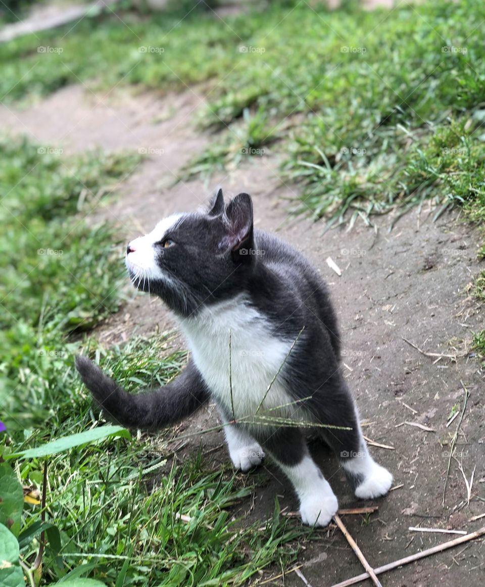 Gray & White Short-haired Kitten Outdoors