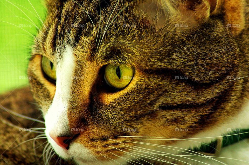 green cat tiger portrait by evelia