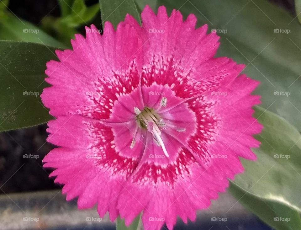 pink Flower