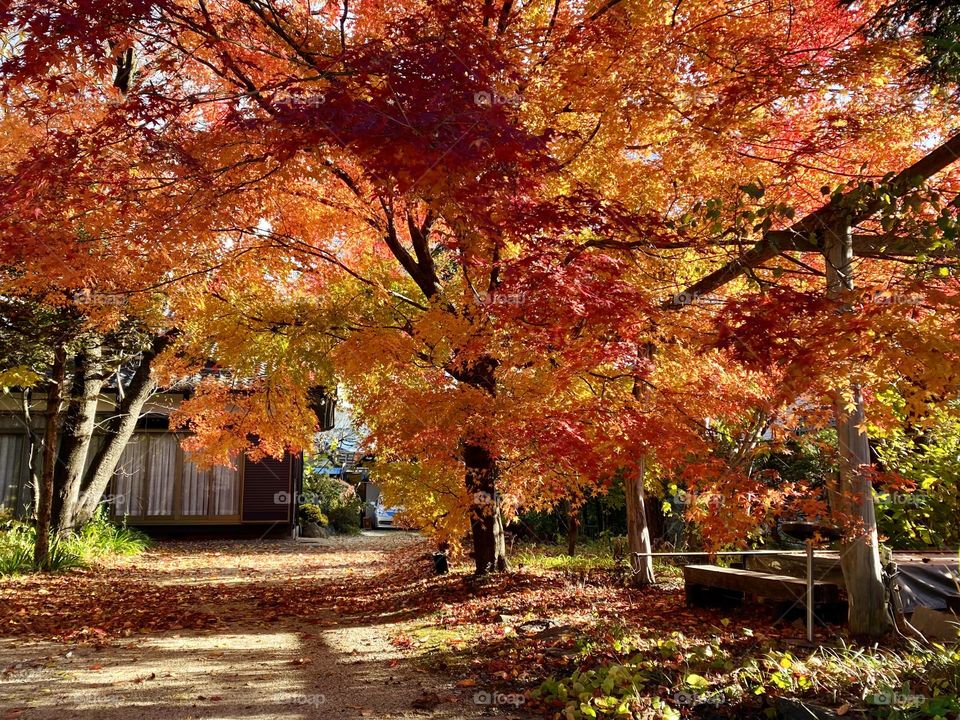 Maple tree with red leaves 